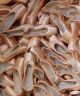 Pointe Shoe for Decorating - Assorted Brands and Sizes